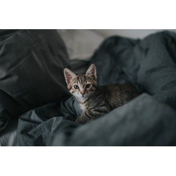 DARK GRAY BED LINEN SET (2 pillowcases, bed sheet, duvet cover) DARK GRAY BED LINEN SET (2 pillowcases, bed sheet, duvet cover)